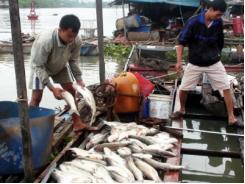 Vụ cá chết do xả thải ở Bà Rịa - Vũng Tàu tòa án nhận đủ đơn kiện của 33 hộ dân