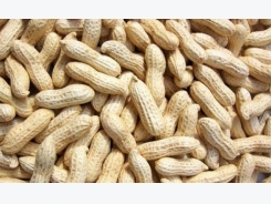 Peanut Farming (Groundnut) Information Guide