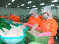 Pangasius price increase not attract farmers fearing fluctuations