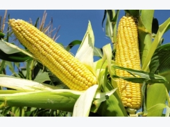 Maize Cultivation Information Guide
