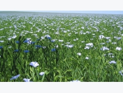 Flaxseed Farming (Linseed) Information Guide
