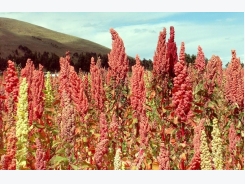 Quinoa Cultivation Information Guide