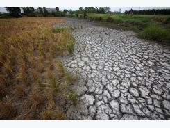 Vietnam's key rice crop output falls more than expected on saltwater, rain