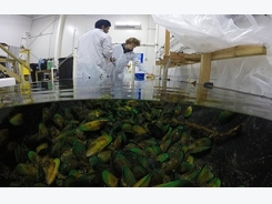 Students experiment with mussel aquaculture