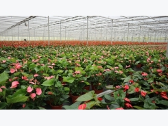Rau, hoa, cây cảnh nhà kính giúp Hà Lan đạt con số XK kỷ lục - 94 tỷ euro
