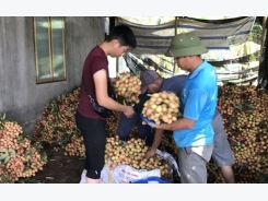 A bumper crop for Thanh Ha litchi