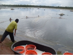 EMS-ravaged shrimp sector bounces back in Belize