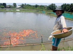 Lão nông canh con nước “độc” nuôi cá cảnh, thu cả trăm triệu/tháng
