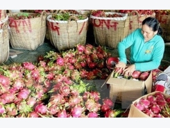 Vietnamese dragon fruit exported to 40 markets
