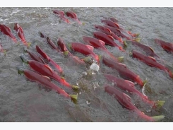 Lai tạo giống cá có khả năng tự miễn nhiễm với bệnh tuyến tụy