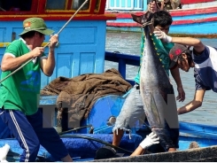 Vietnam’s tuna exports witness impressive growth
