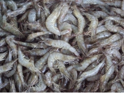 The warmwater shrimp revolution