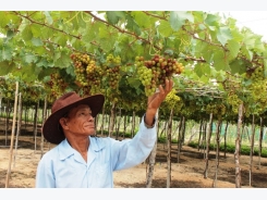 Ninh Thuận: Trồng nho bán quả, 