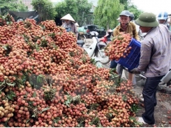 Vietnam has to sell fruits cheaply because of poor processing
