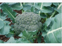 Broccoli Cultivation Information Guide