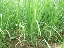 Lemongrass Cultivation Information Guide