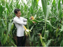 Trồng ngô, bông biến đổi gen, nông dân bỏ túi hơn 167 tỷ USD
