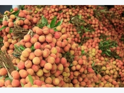 China buys over 9,500 tons of lychees