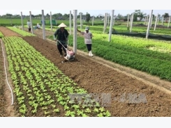 Huế to spend $52m on agriculture