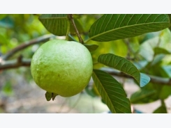 Guava Cultivation Information Guide