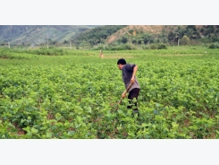 Vietnam's sericulture industry in danger from China businesses