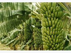 Banana Farming Information Guide
