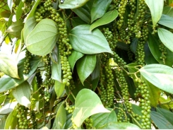 Pepper price hits seven-year low