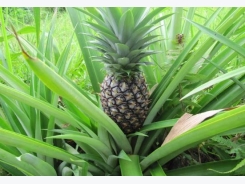 Pineapple Cultivation Information Guide