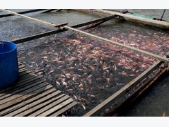 Vietnam boosts aquaculture training with Norwegian support