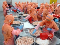 Vietnam becomes largest shrimp provider in South Korea
