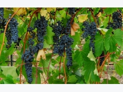 Grape Cultivation Information Guide
