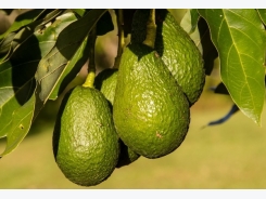 Avocado Cultivation Information Guide