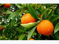 Orange Cultivation Information Guide