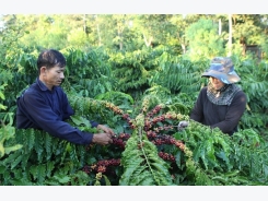 Dak Lak promotes sustainable coffee production