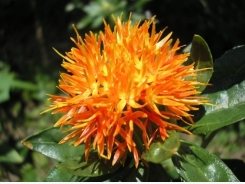 Safflower Farming Information Guide