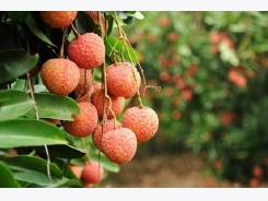 Bắc Giang litchi sees good sales