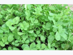 Fenugreek Cultivation Information Guide