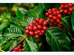 Coffee Cultivation Information Guide