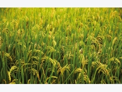 Rice Farming Information Guide