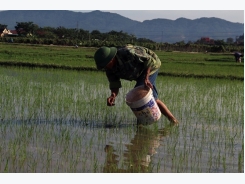 Nghệ An: Bùng phát sâu bệnh hại cây trồng