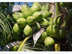 Coconut Farming Information Guide