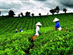 Vietnam tea exports continue to look bleak for 2017