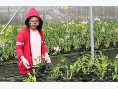 Hóc Môn: Trồng hoa lan đạt lợi nhuận tới 700 triệu đồng/ha