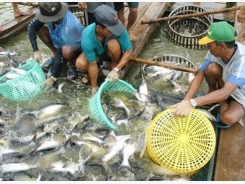 Agriculture ministry to hold tra fish fair in Hanoi in October