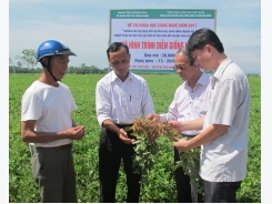 Đất chuyên màu phát huy giá trị