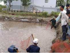 Đánh giá nuôi tôm thẻ chân trắng vùng nước ngọt