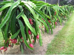 Dragon Fruit Farming Information Guide