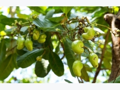Cashew Cultivation Information Guide