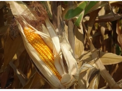 New generation corn turns around countryside poverty