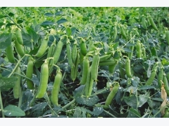 Green Peas Cultivation Information Guide
